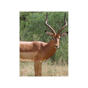 ISSGAR22R #1. Target Garipani .22LR Rooibok / Impala