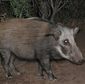 ISSGARBOS #1. Target Garipani Bosvark