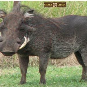 ISSGARCVLA #1. Target Garipani CHASA Vlakvark