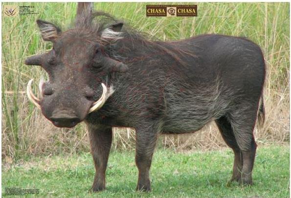 ISSGARCVLA #1. Target Garipani CHASA Vlakvark