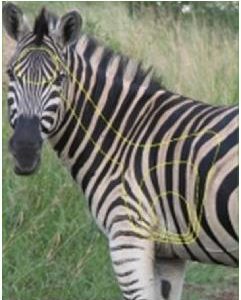 ISSGARSEB #1. Target Garipani Zebra