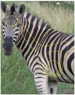 ISSGARSEB #1. Target Garipani Zebra