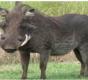 ISSGARVLA #1. Target Garipani Warthog / Vlakvark