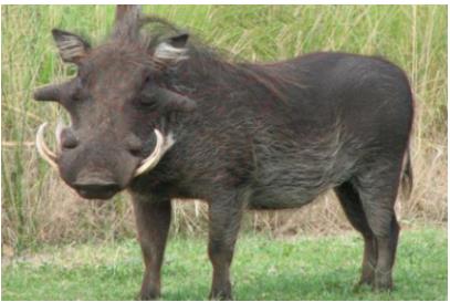 ISSGARVLA #1. Target Garipani Warthog / Vlakvark