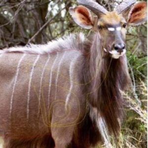 ISSGARNYA #1. Target Garipani Nyala