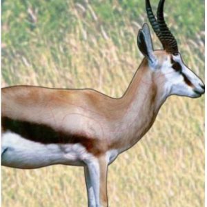 ISSGARSPR #1. Target Garipani Springbok