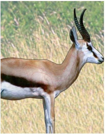 ISSGARSPR #1. Target Garipani Springbok